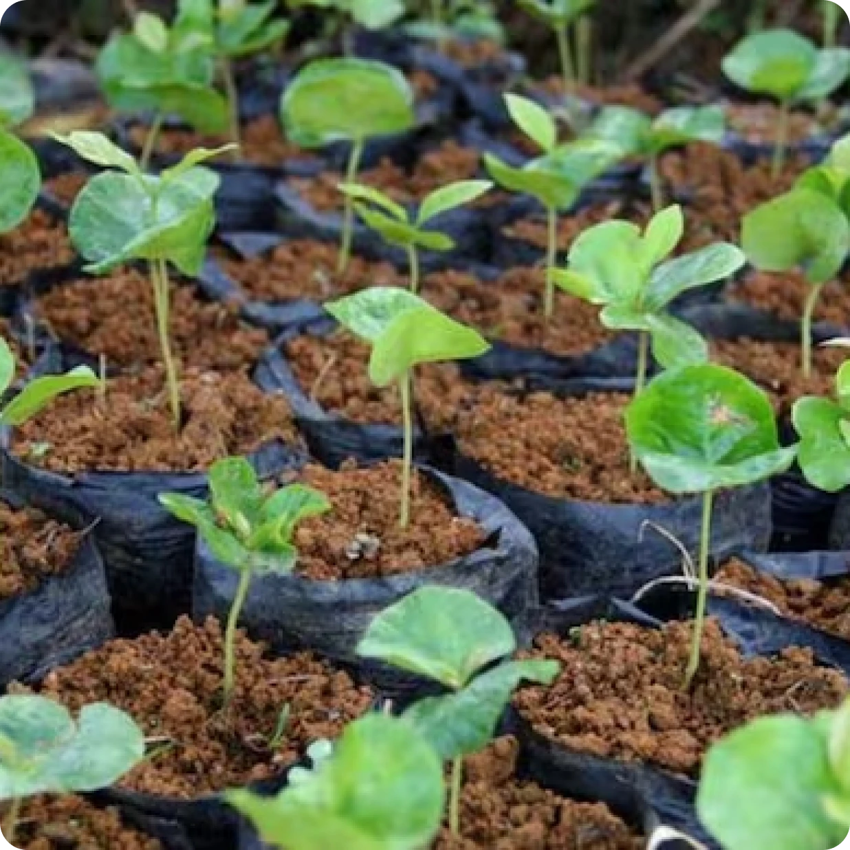 Distribution of plant saplings